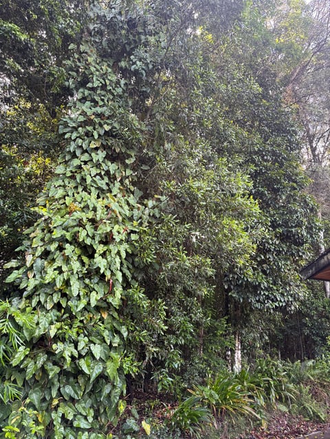 Dense ivy and climbing vines covering tree trunks in a shaded garden area with moss and undergrowth