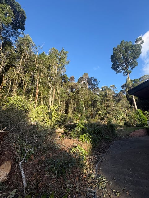 Tall eucalyptus trees in a sunny garden with lush undergrowth, clear blue sky, and red brick building visible on the right
